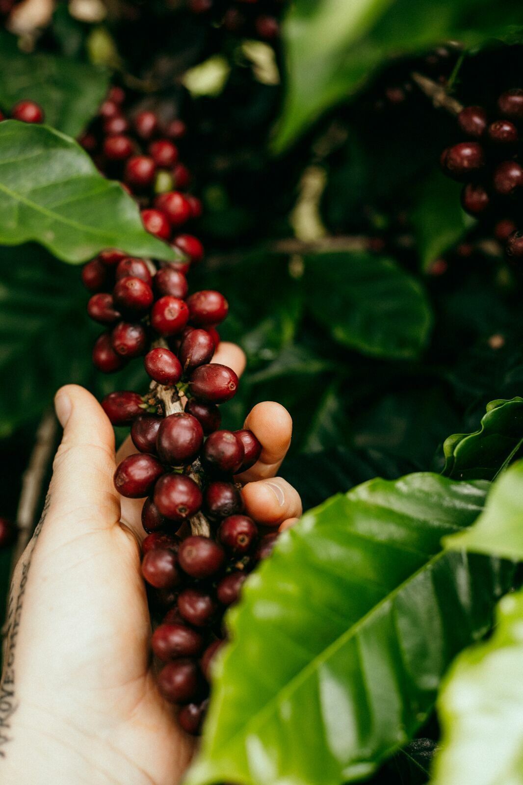 Foto Serra da Mantiqueira: uma viagem com aroma de café Foto Serra da Mantiqueira: uma viagem com aroma de café - Imagem 116