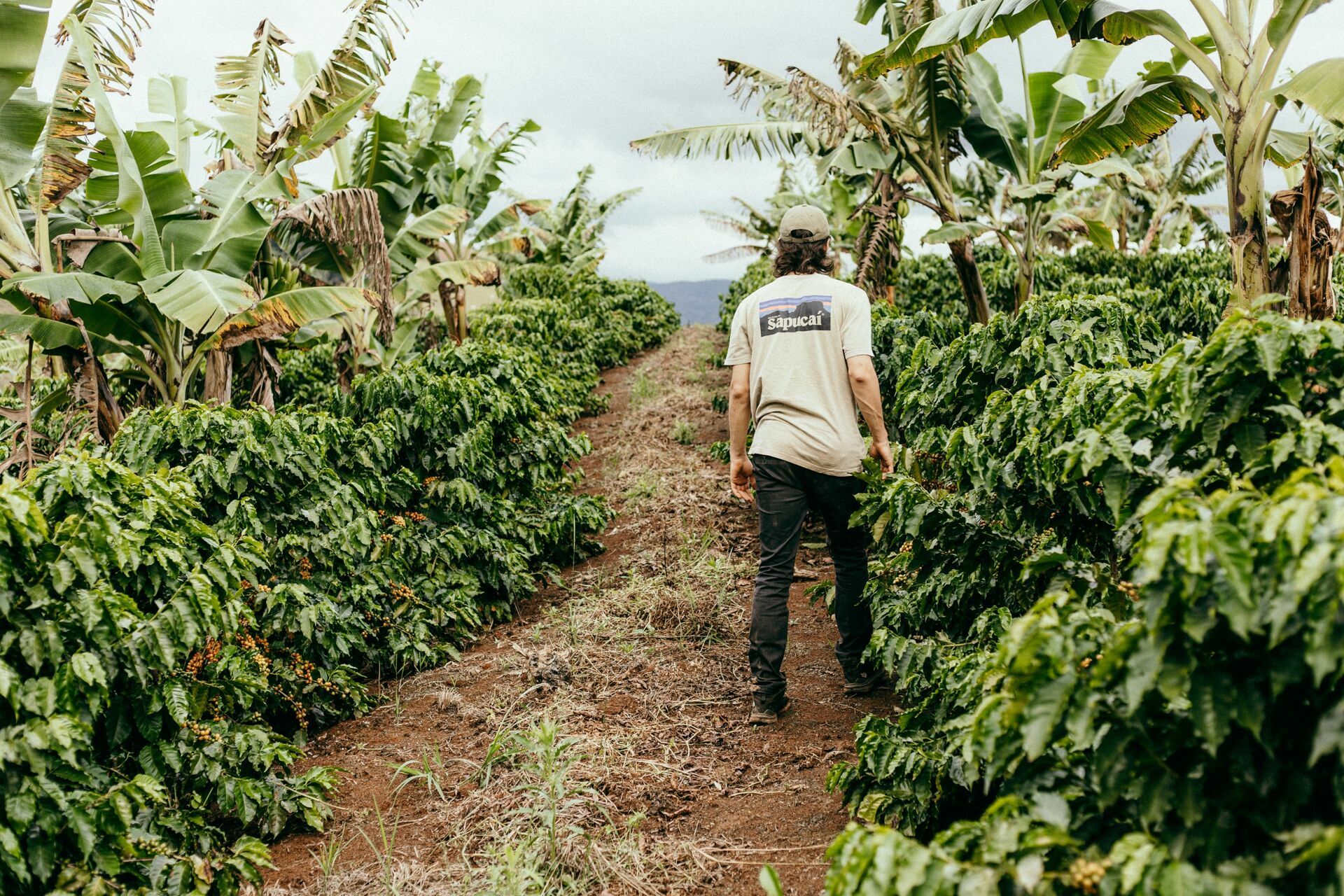 Foto Serra da Mantiqueira: uma viagem com aroma de café Foto Serra da Mantiqueira: uma viagem com aroma de café - Imagem 132