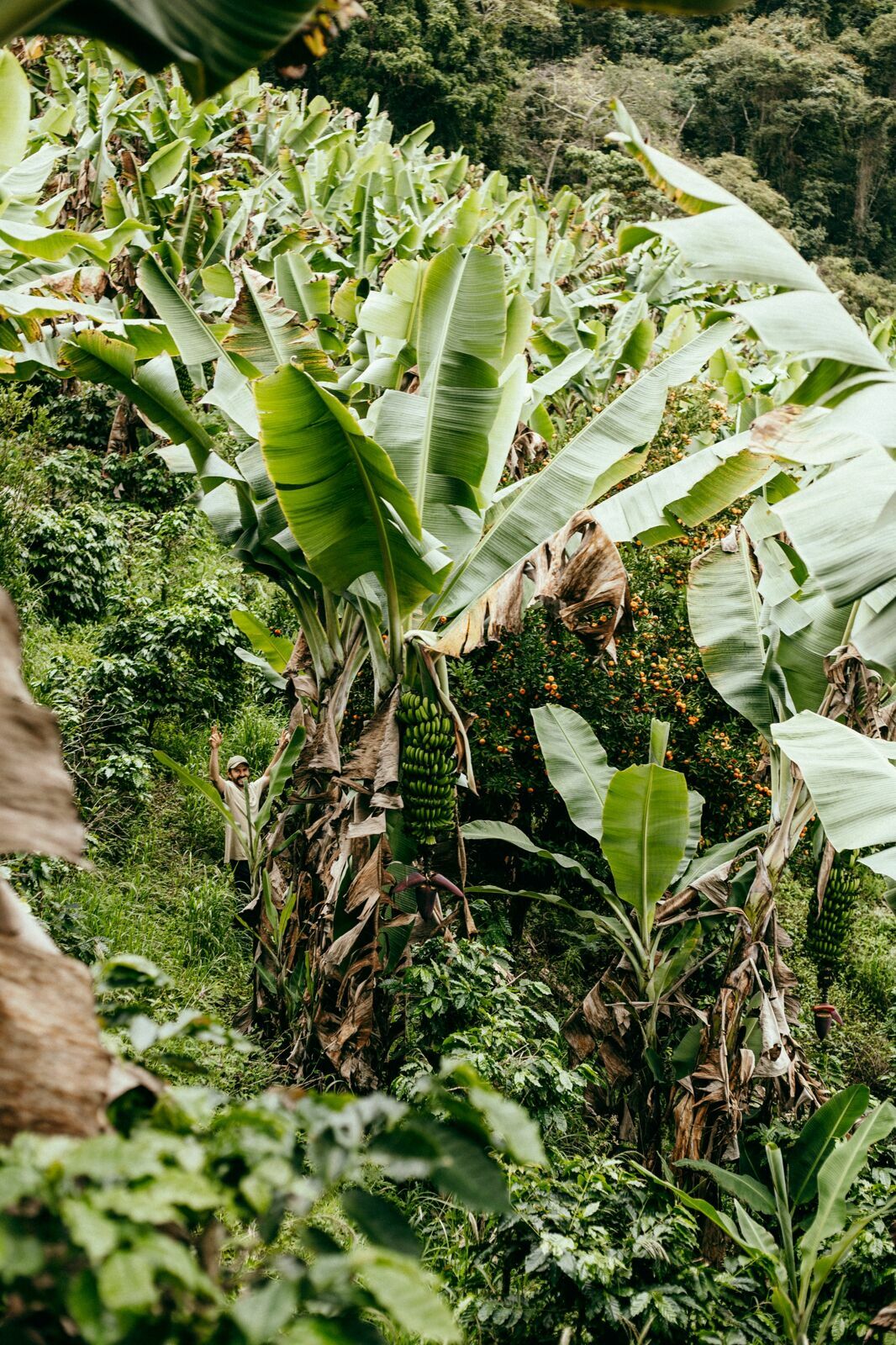Foto Serra da Mantiqueira: uma viagem com aroma de café Foto Serra da Mantiqueira: uma viagem com aroma de café - Imagem 122