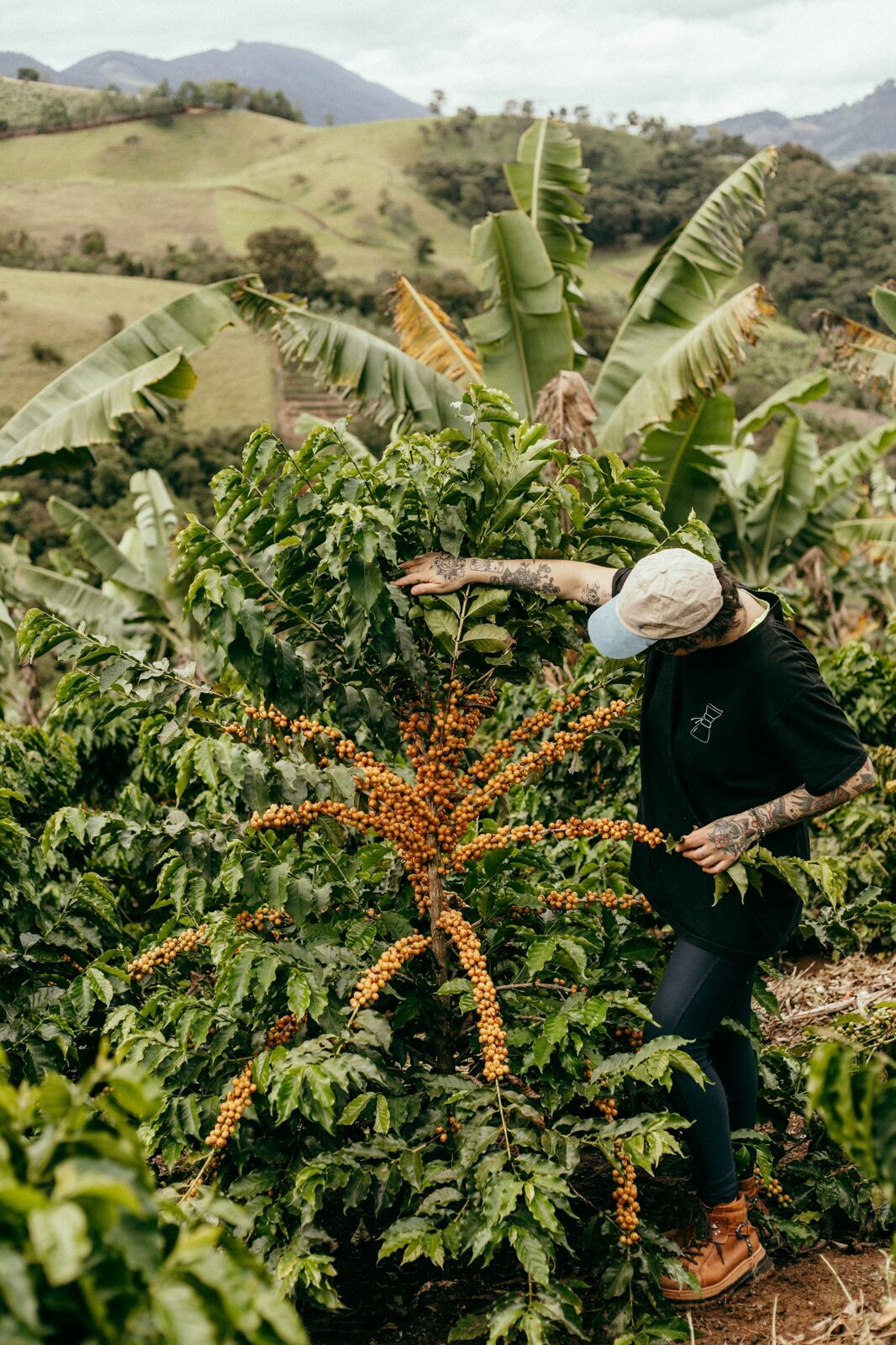 Foto Serra da Mantiqueira: uma viagem com aroma de café Foto Serra da Mantiqueira: uma viagem com aroma de café - Imagem 144