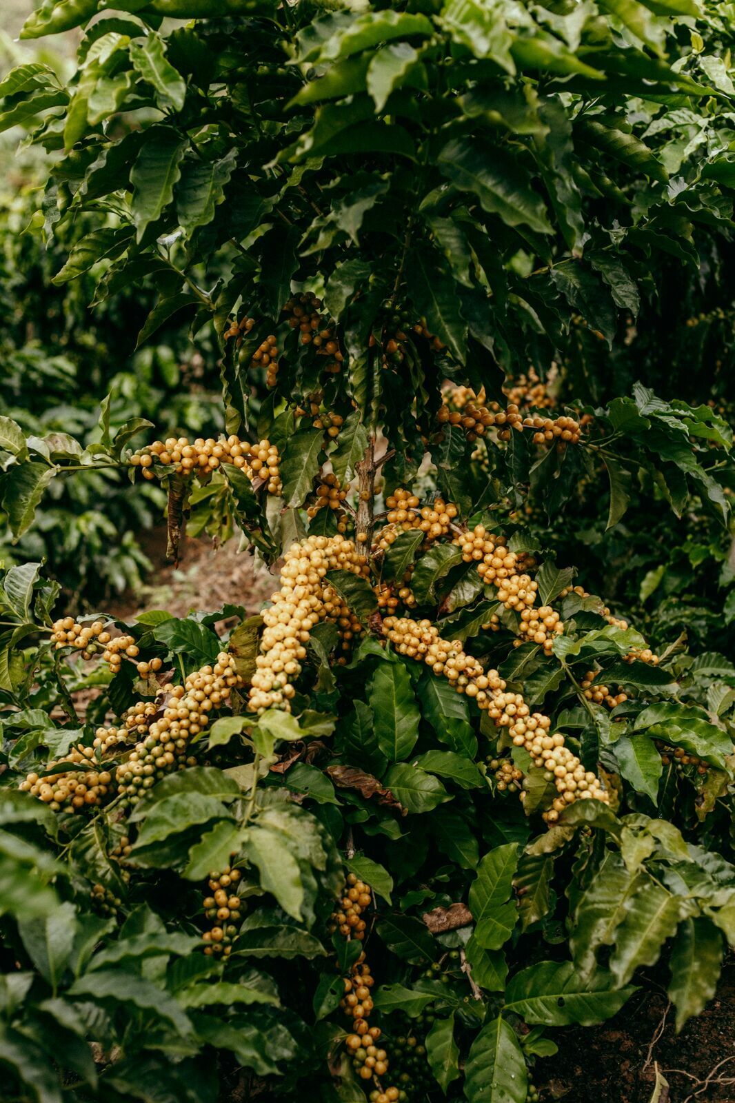 Foto Serra da Mantiqueira: uma viagem com aroma de café Foto Serra da Mantiqueira: uma viagem com aroma de café - Imagem 136