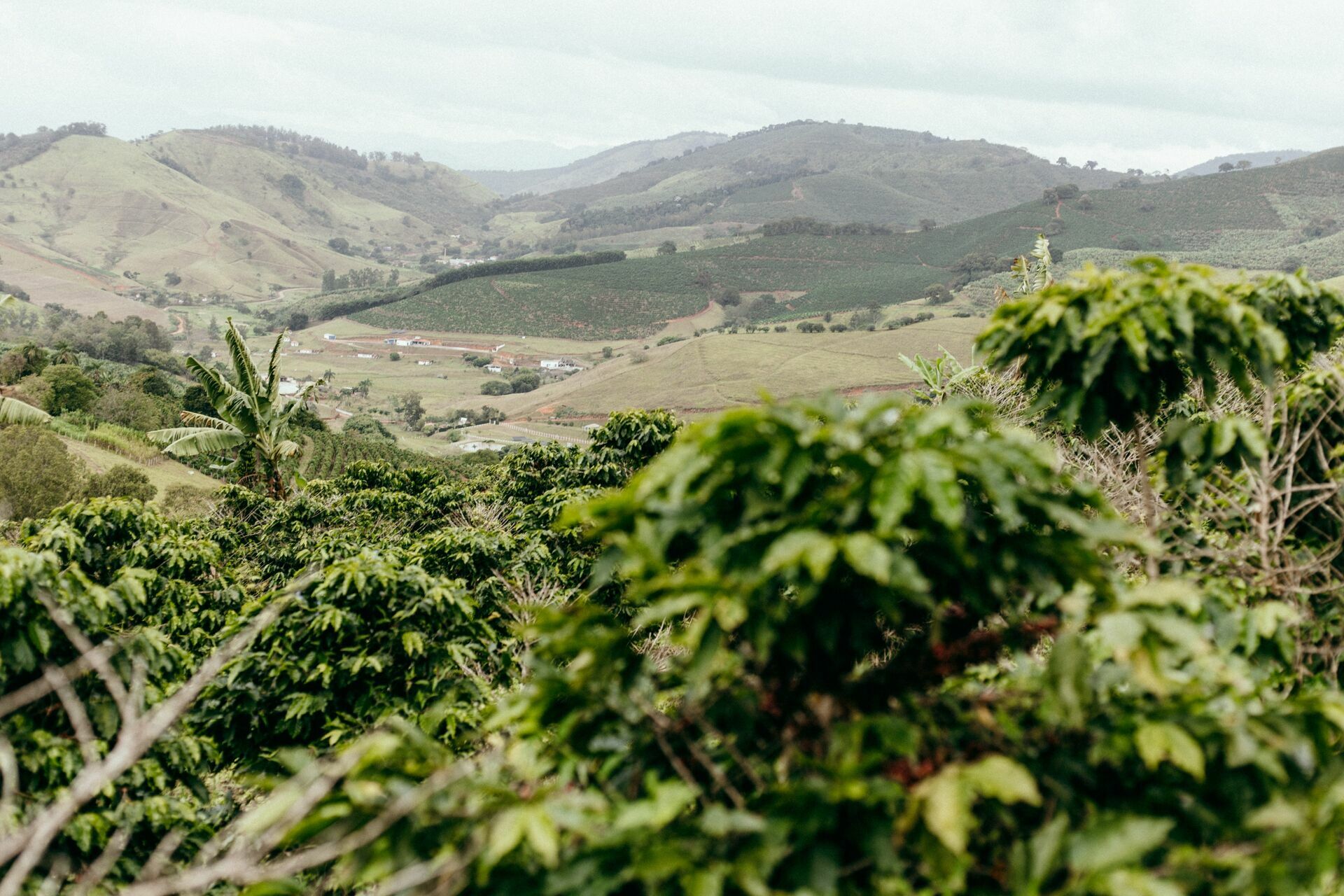 Foto Serra da Mantiqueira: uma viagem com aroma de café Foto Serra da Mantiqueira: uma viagem com aroma de café - Imagem 128