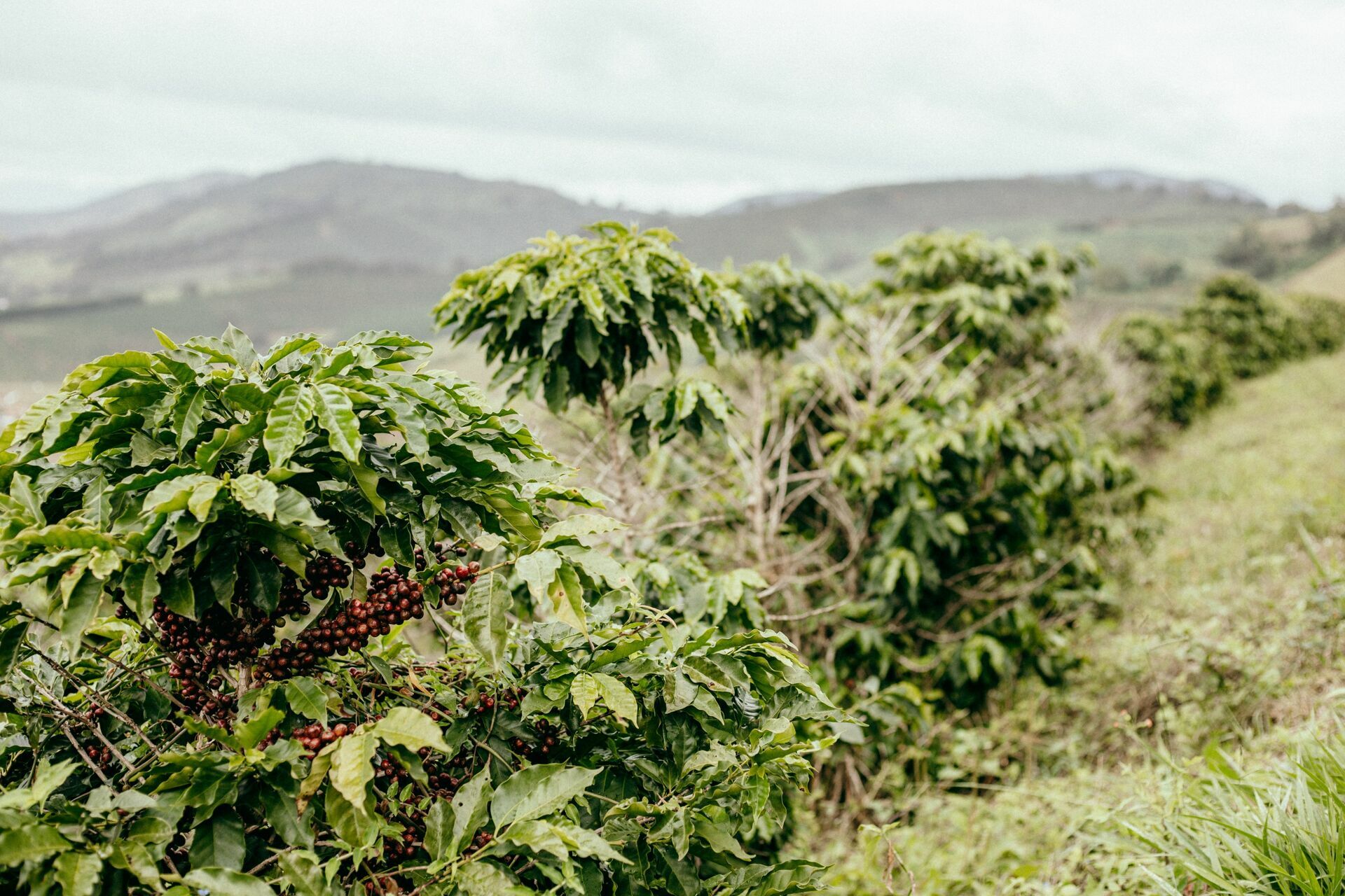 Foto Serra da Mantiqueira: uma viagem com aroma de café Foto Serra da Mantiqueira: uma viagem com aroma de café - Imagem 127