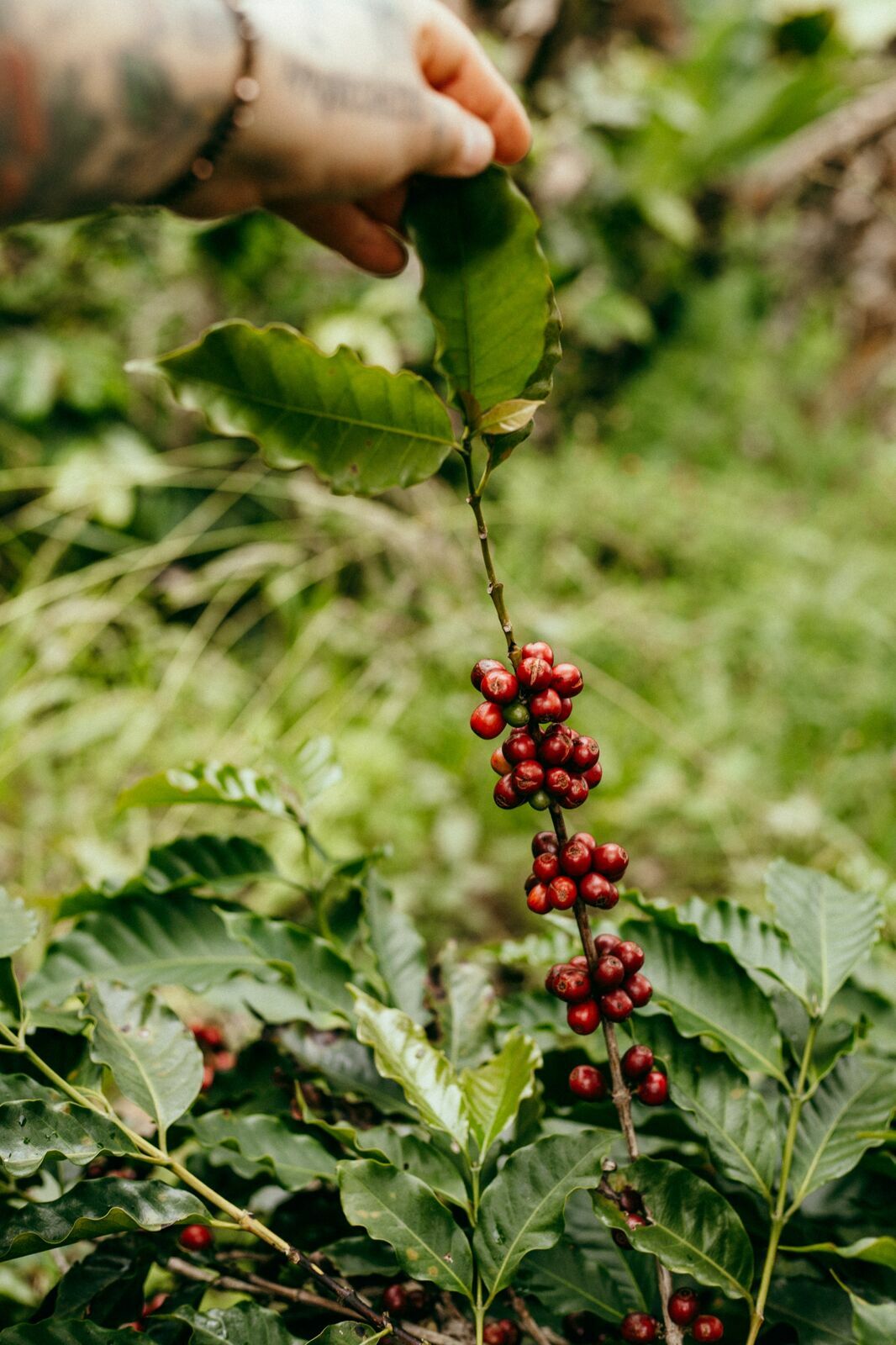 Foto Serra da Mantiqueira: uma viagem com aroma de café Foto Serra da Mantiqueira: uma viagem com aroma de café - Imagem 123