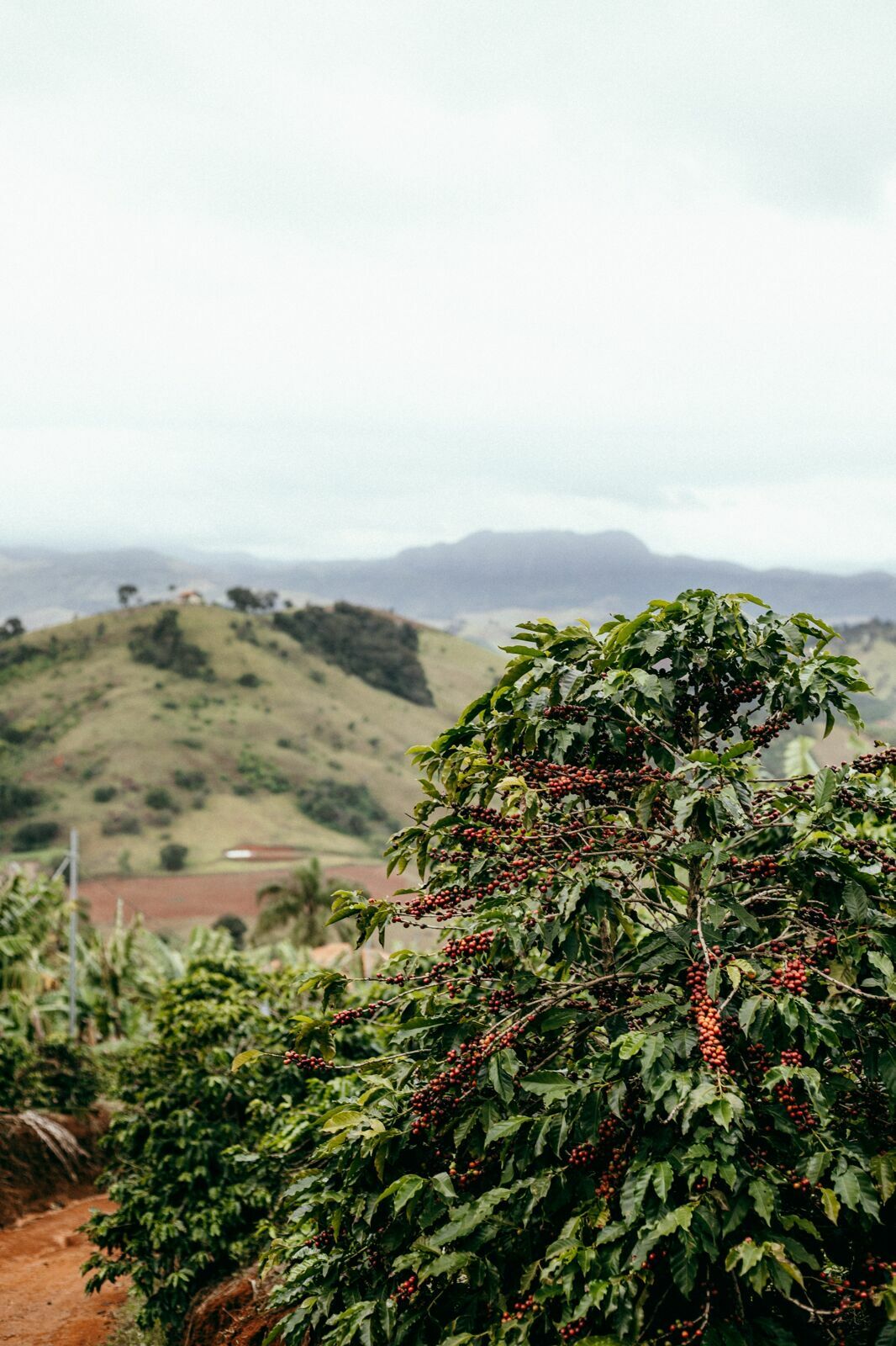 Foto Serra da Mantiqueira: uma viagem com aroma de café Foto Serra da Mantiqueira: uma viagem com aroma de café - Imagem 118