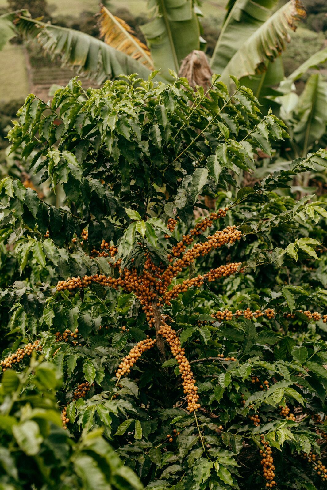Foto Serra da Mantiqueira: uma viagem com aroma de café Foto Serra da Mantiqueira: uma viagem com aroma de café - Imagem 142
