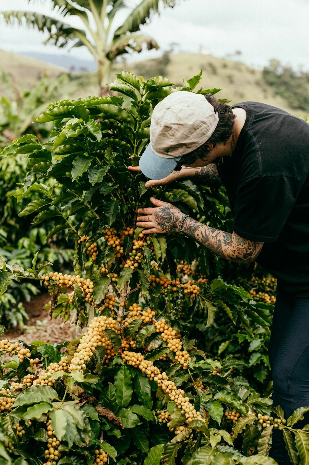 Foto Serra da Mantiqueira: uma viagem com aroma de café Foto Serra da Mantiqueira: uma viagem com aroma de café - Imagem 134