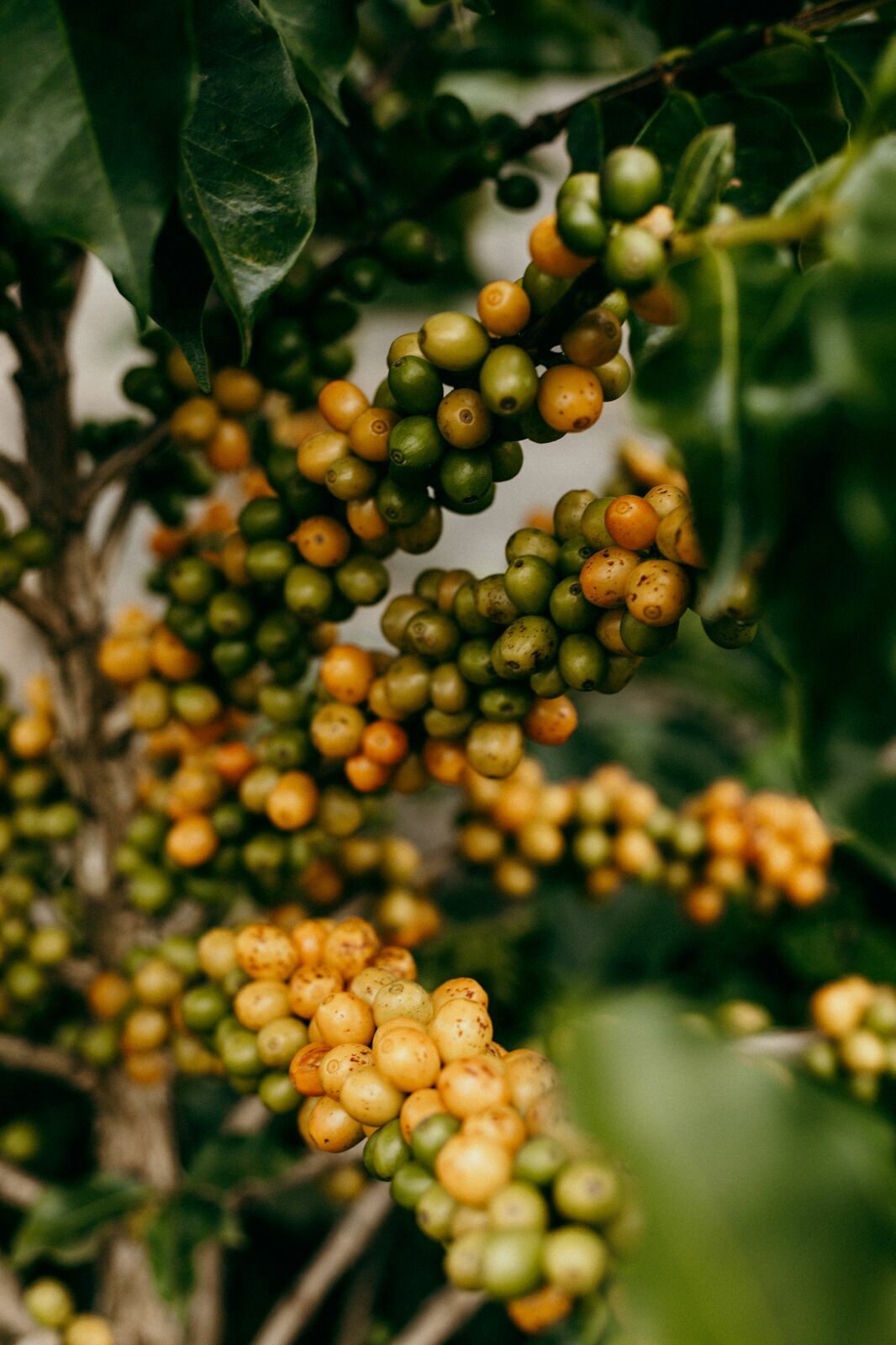 Foto Serra da Mantiqueira: uma viagem com aroma de café Foto Serra da Mantiqueira: uma viagem com aroma de café - Imagem 129