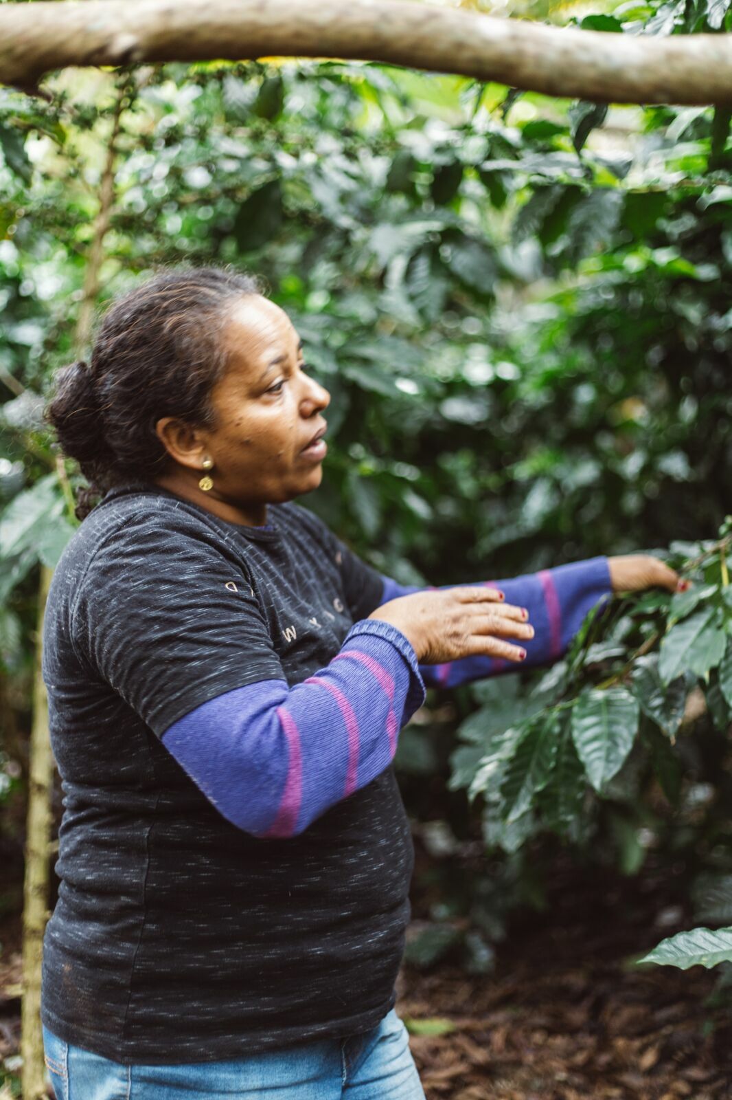 Foto Serra da Mantiqueira: uma viagem com aroma de café Foto Serra da Mantiqueira: uma viagem com aroma de café - Imagem 160