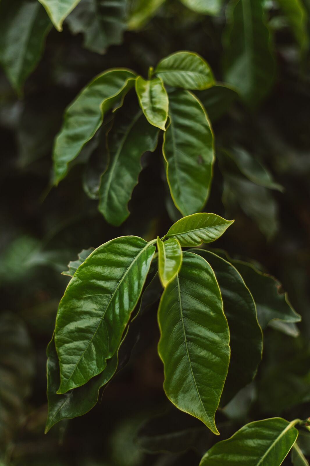 Foto Serra da Mantiqueira: uma viagem com aroma de café Foto Serra da Mantiqueira: uma viagem com aroma de café - Imagem 175