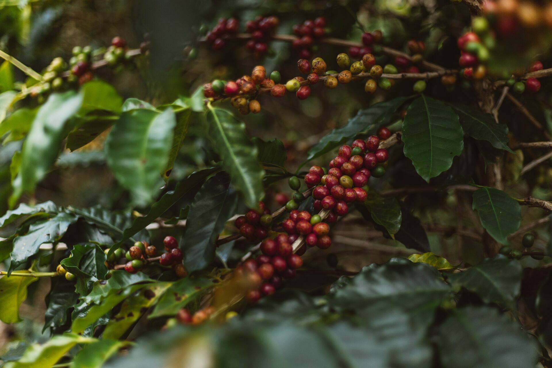 Foto Serra da Mantiqueira: uma viagem com aroma de café Foto Serra da Mantiqueira: uma viagem com aroma de café - Imagem 170