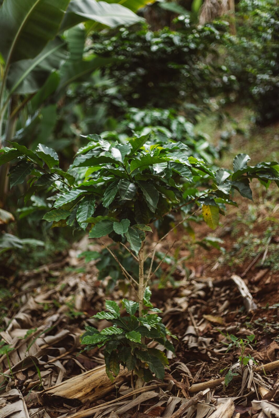 Foto Serra da Mantiqueira: uma viagem com aroma de café Foto Serra da Mantiqueira: uma viagem com aroma de café - Imagem 173