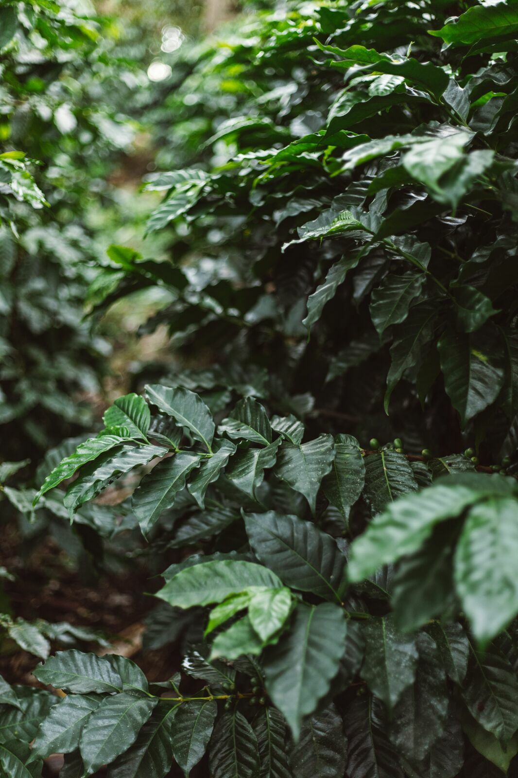Foto Serra da Mantiqueira: uma viagem com aroma de café Foto Serra da Mantiqueira: uma viagem com aroma de café - Imagem 161