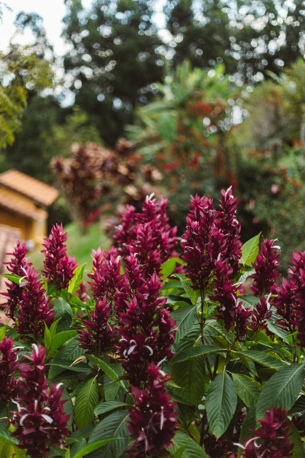 Foto Serra da Mantiqueira: uma viagem com aroma de café Foto Serra da Mantiqueira: uma viagem com aroma de café - Imagem 176