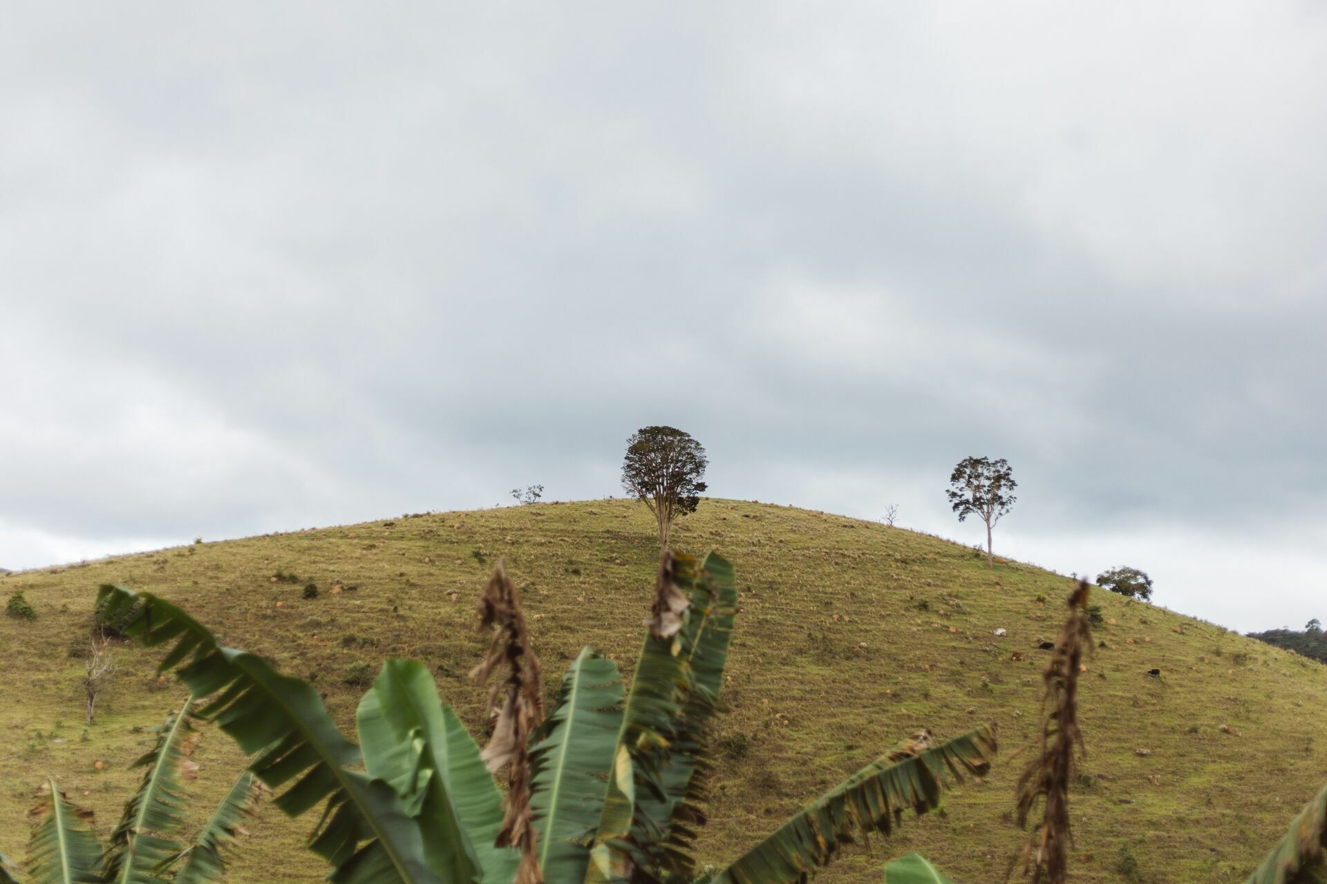 Foto Serra da Mantiqueira: uma viagem com aroma de café Foto Serra da Mantiqueira: uma viagem com aroma de café - Imagem 165