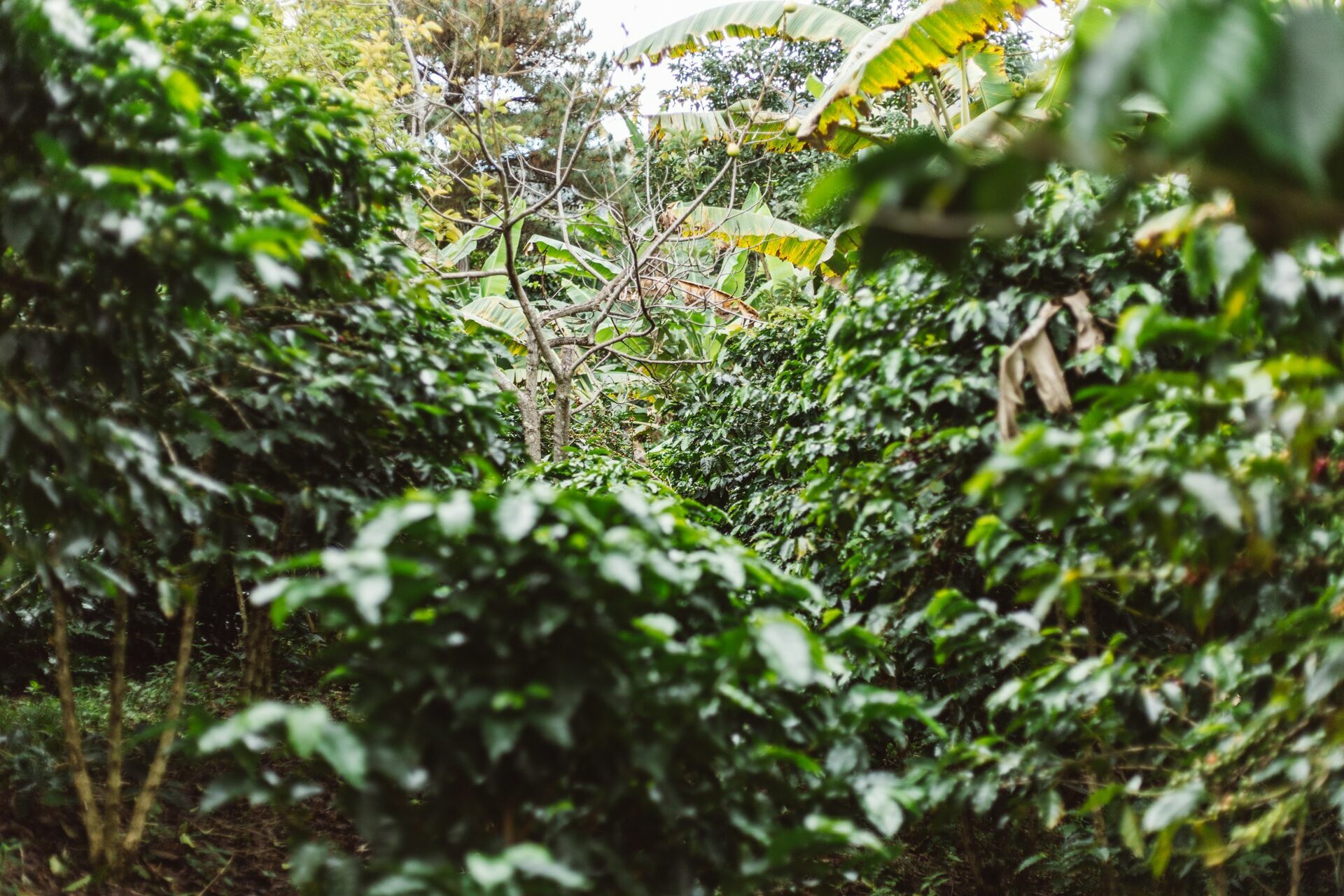 Foto Serra da Mantiqueira: uma viagem com aroma de café Foto Serra da Mantiqueira: uma viagem com aroma de café - Imagem 162