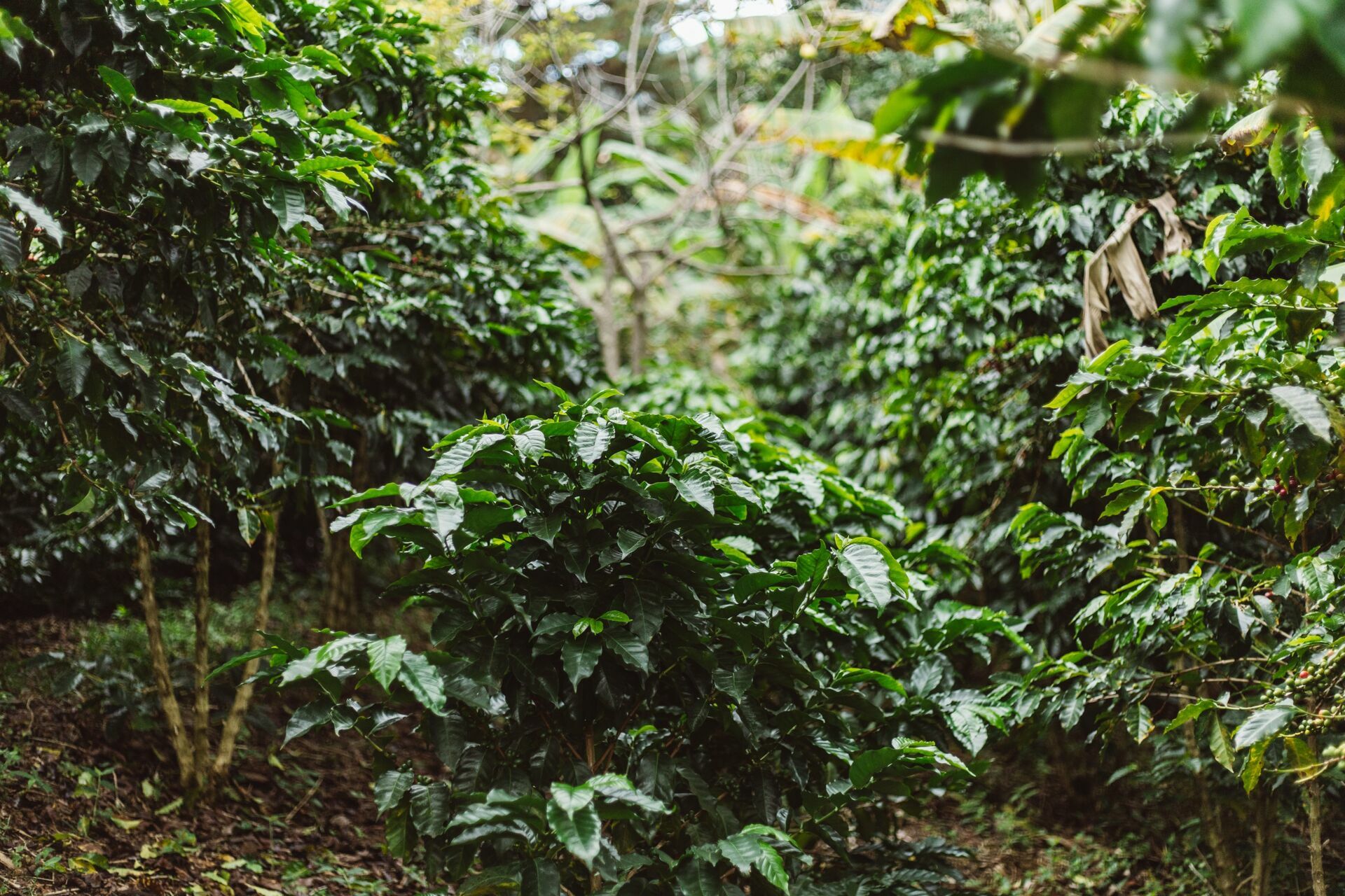 Foto Serra da Mantiqueira: uma viagem com aroma de café Foto Serra da Mantiqueira: uma viagem com aroma de café - Imagem 163
