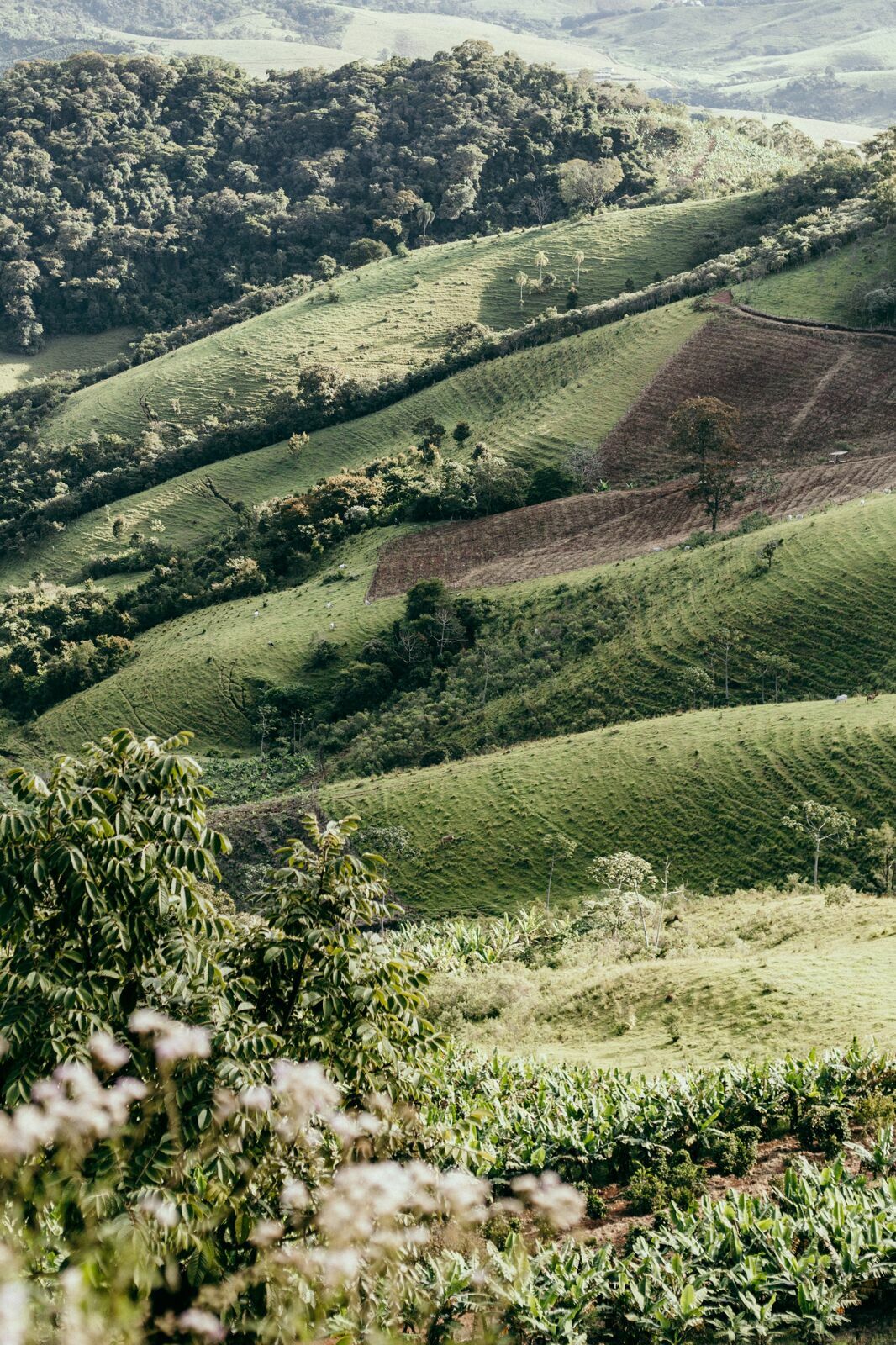 Foto Serra da Mantiqueira: uma viagem com aroma de café Foto Serra da Mantiqueira: uma viagem com aroma de café - Imagem 148