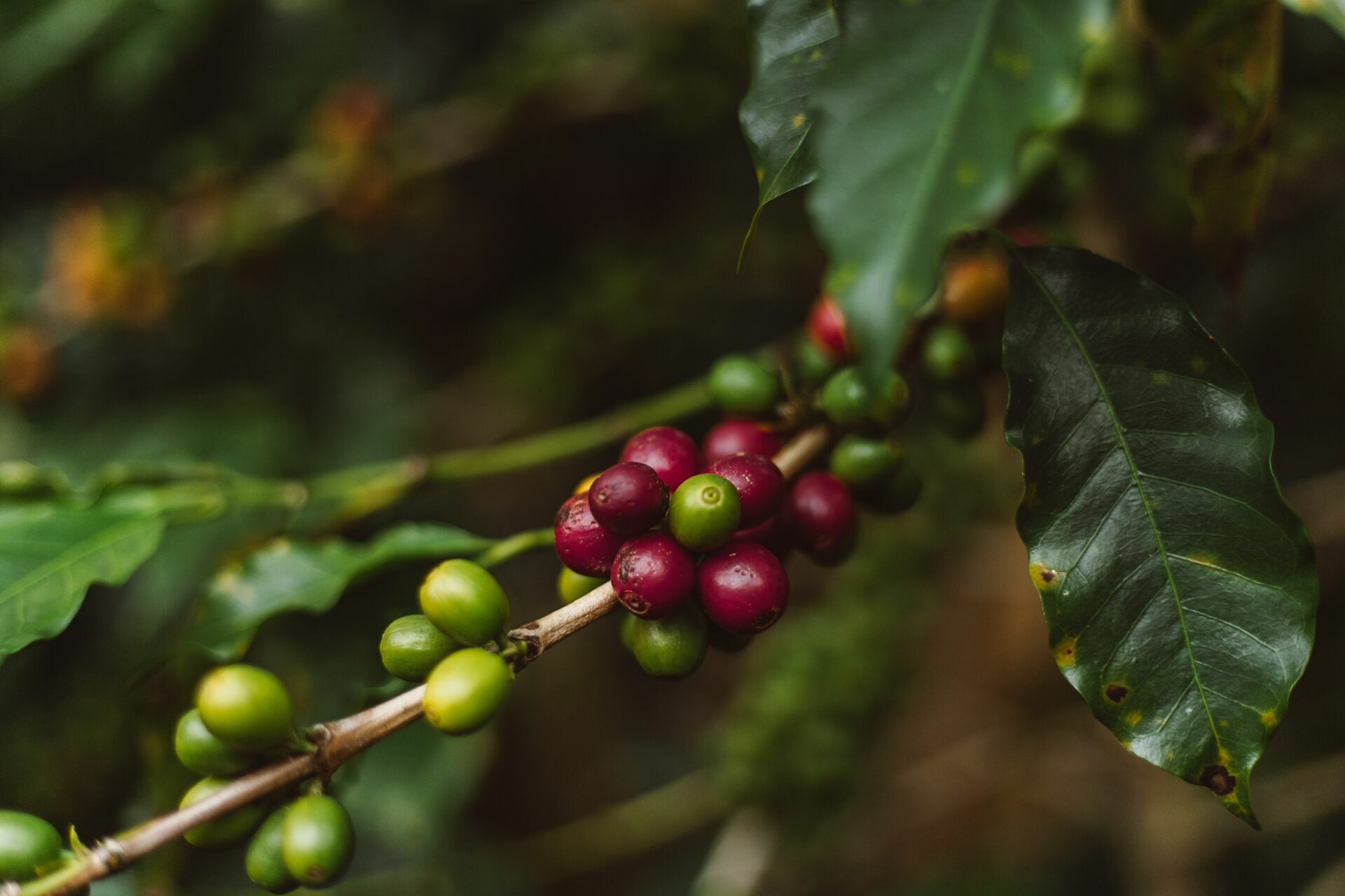 Foto Serra da Mantiqueira: uma viagem com aroma de café Foto Serra da Mantiqueira: uma viagem com aroma de café - Imagem 164