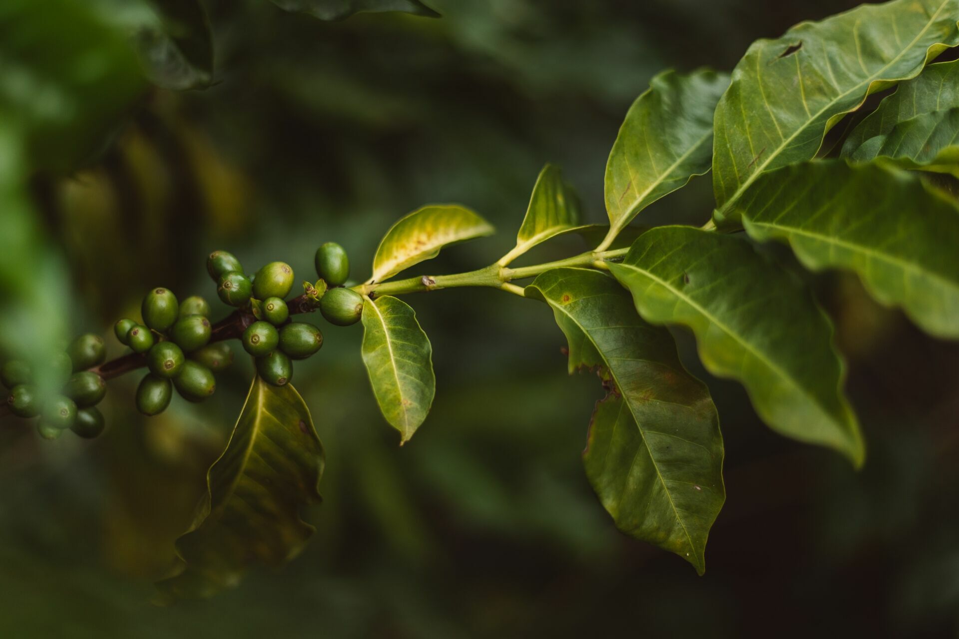 Foto Serra da Mantiqueira: uma viagem com aroma de café Foto Serra da Mantiqueira: uma viagem com aroma de café - Imagem 174