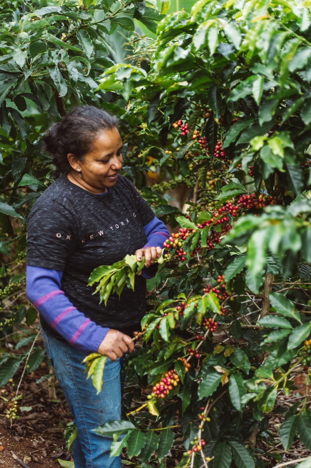 Foto Serra da Mantiqueira: uma viagem com aroma de café Foto Serra da Mantiqueira: uma viagem com aroma de café - Imagem 171