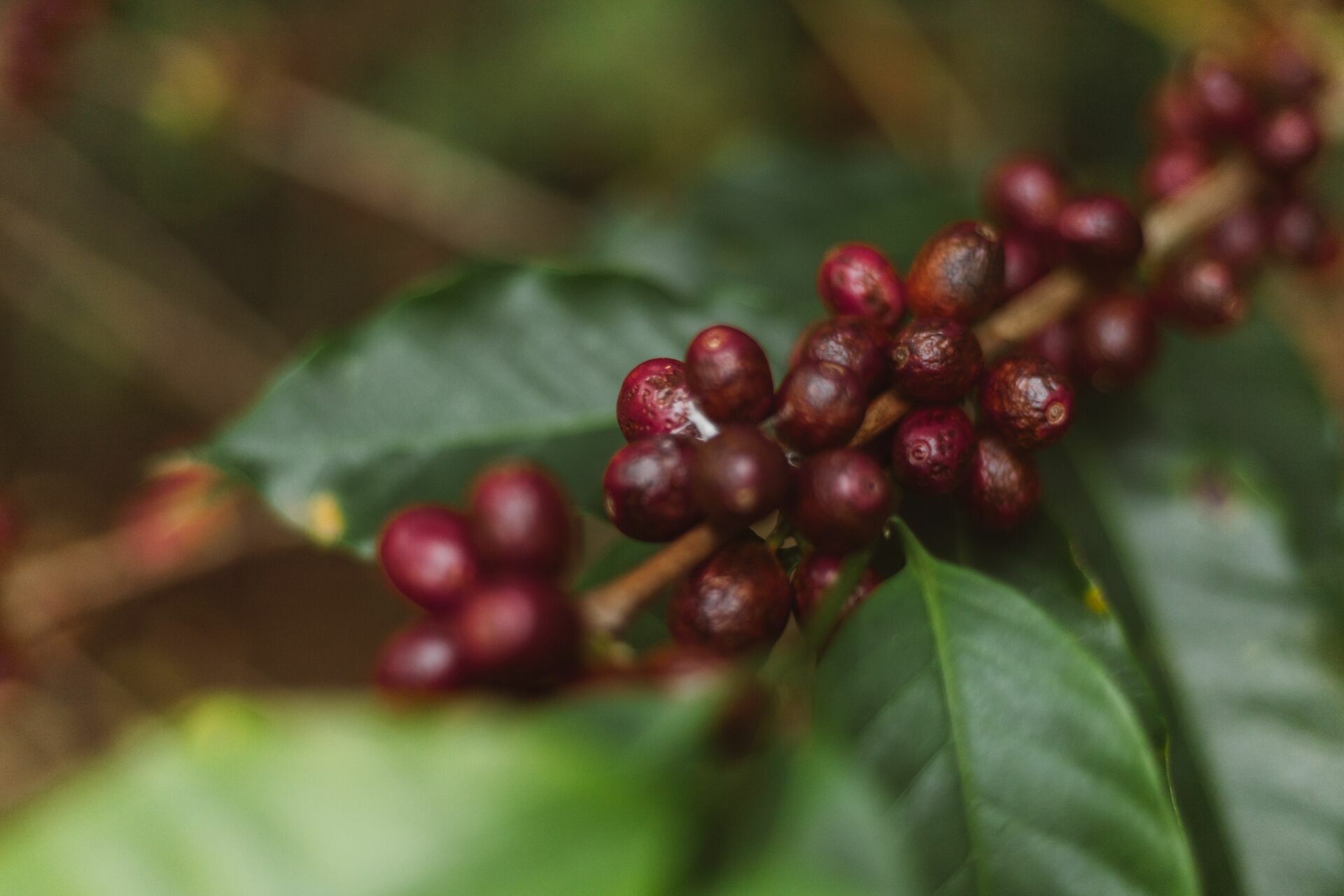 Foto Serra da Mantiqueira: uma viagem com aroma de café Foto Serra da Mantiqueira: uma viagem com aroma de café - Imagem 167
