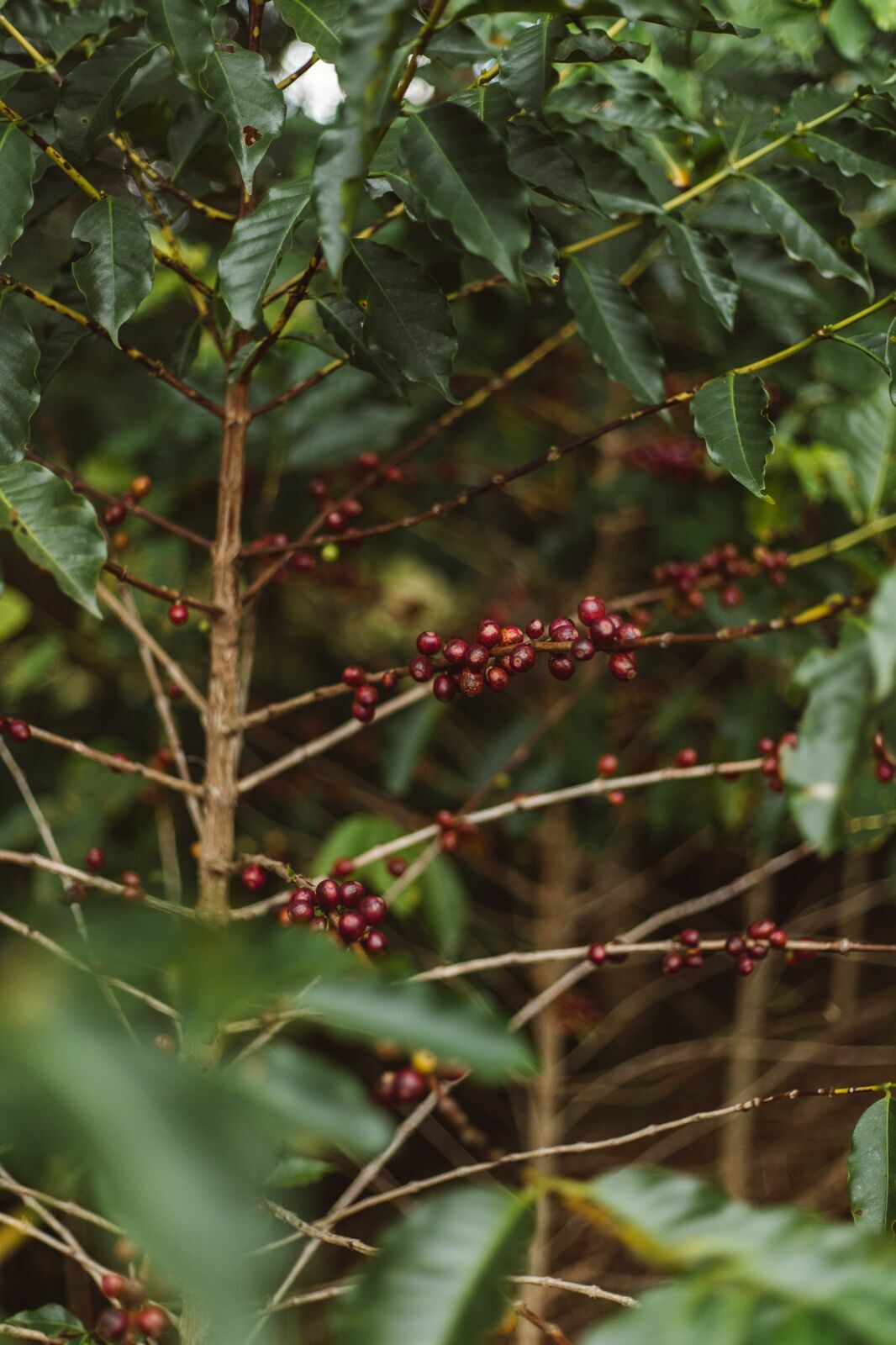 Foto Serra da Mantiqueira: uma viagem com aroma de café Foto Serra da Mantiqueira: uma viagem com aroma de café - Imagem 166