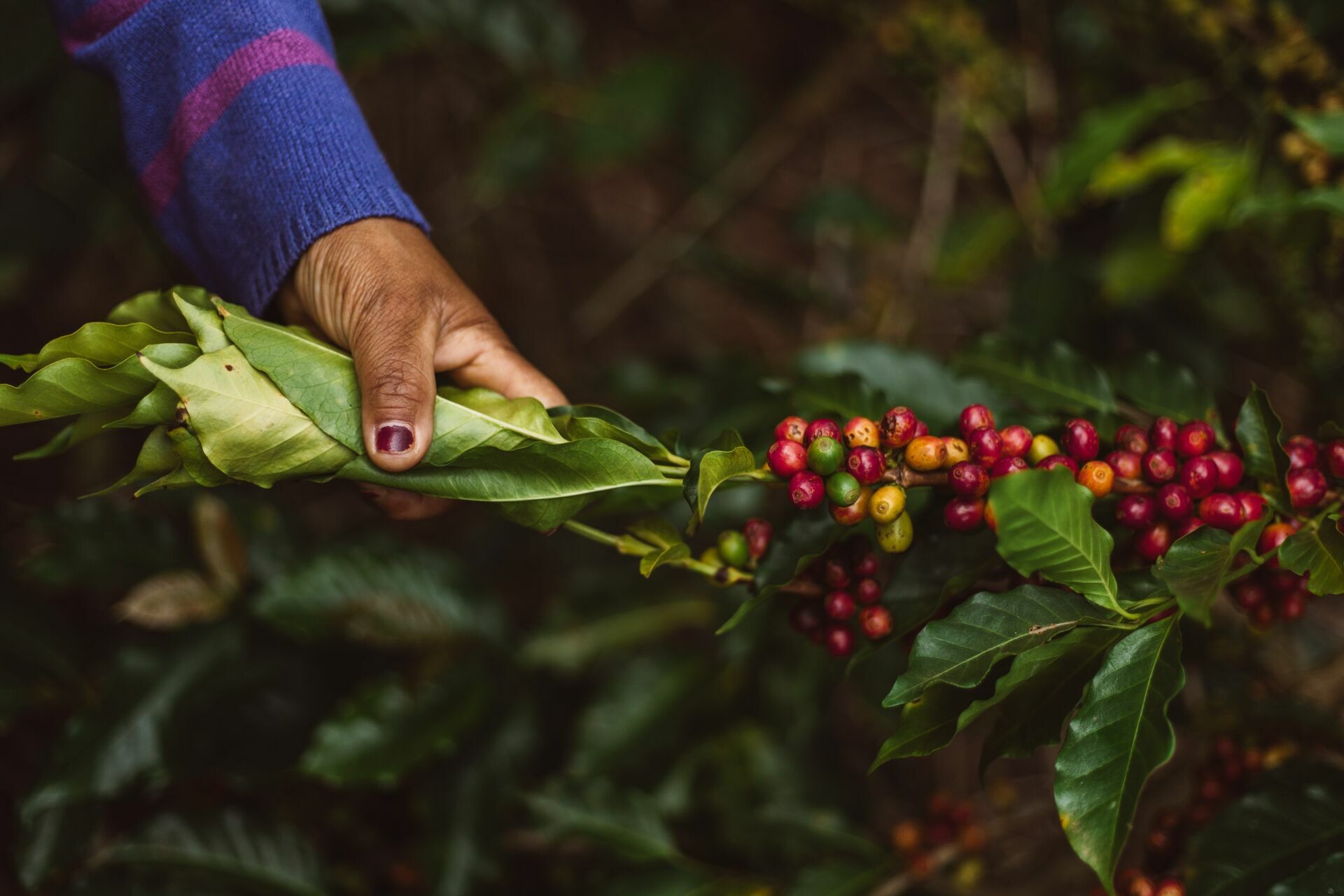 Foto Serra da Mantiqueira: uma viagem com aroma de café Foto Serra da Mantiqueira: uma viagem com aroma de café - Imagem 172
