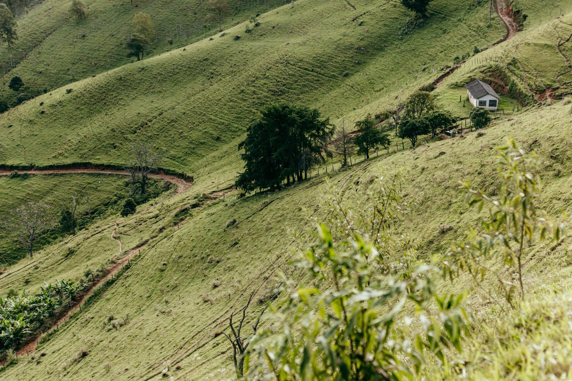 Foto Serra da Mantiqueira: uma viagem com aroma de café Foto Serra da Mantiqueira: uma viagem com aroma de café - Imagem 149