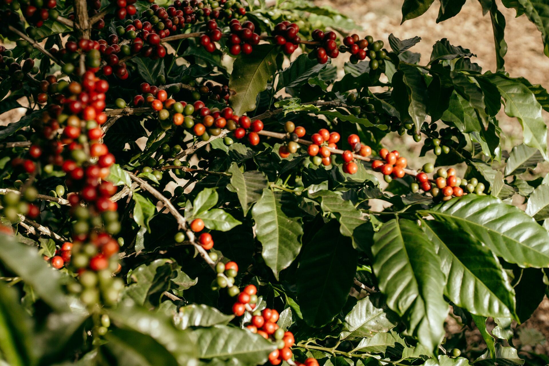 Foto Serra da Mantiqueira: uma viagem com aroma de café - Imagem 193