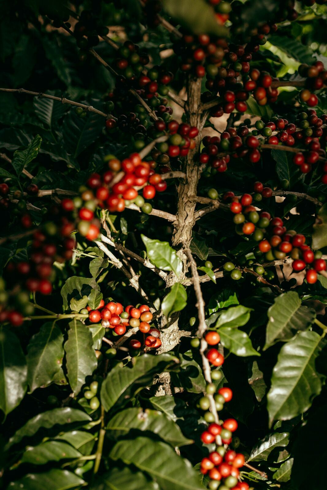 Foto Serra da Mantiqueira: uma viagem com aroma de café - Imagem 192