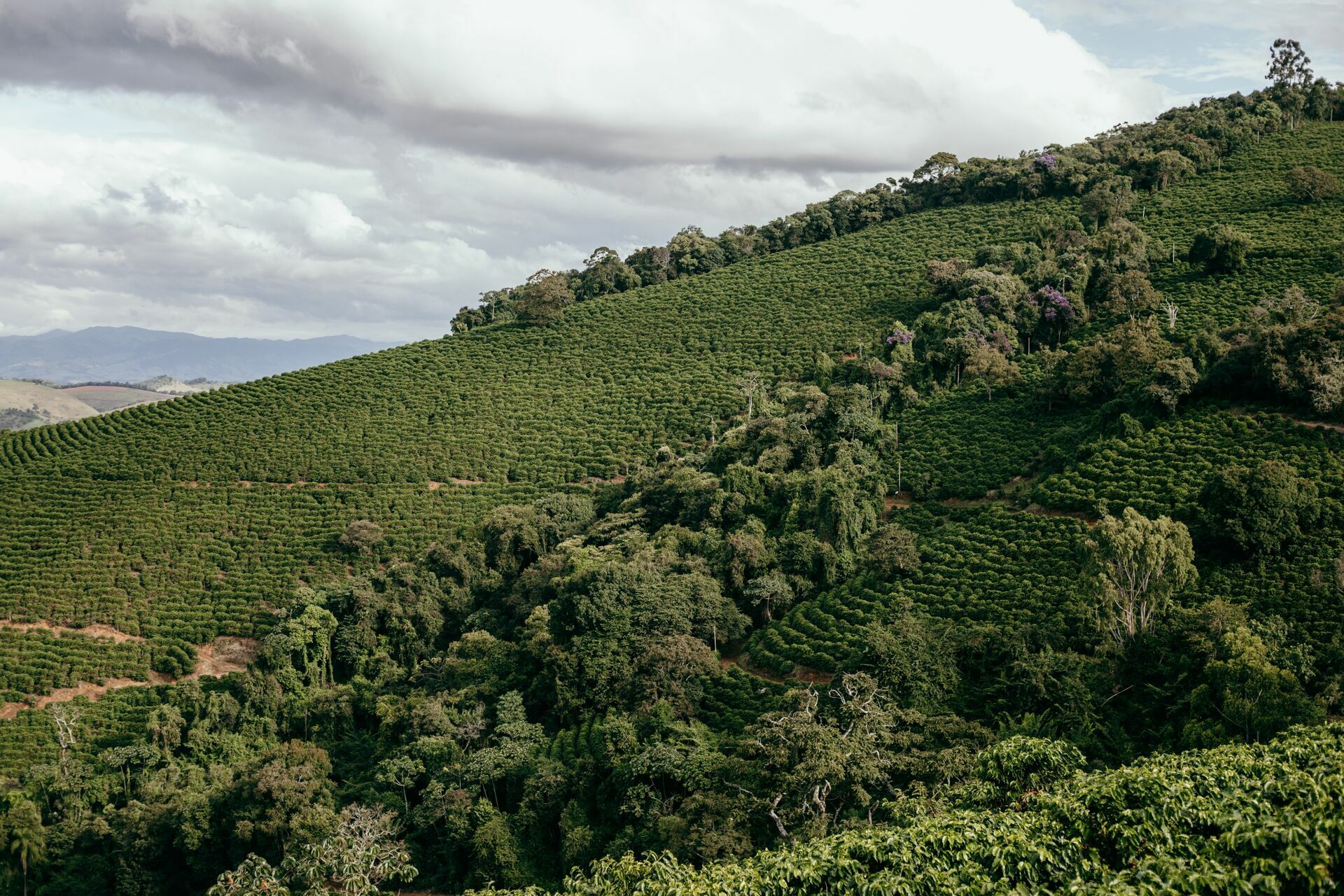 Foto Serra da Mantiqueira: uma viagem com aroma de café - Imagem 200