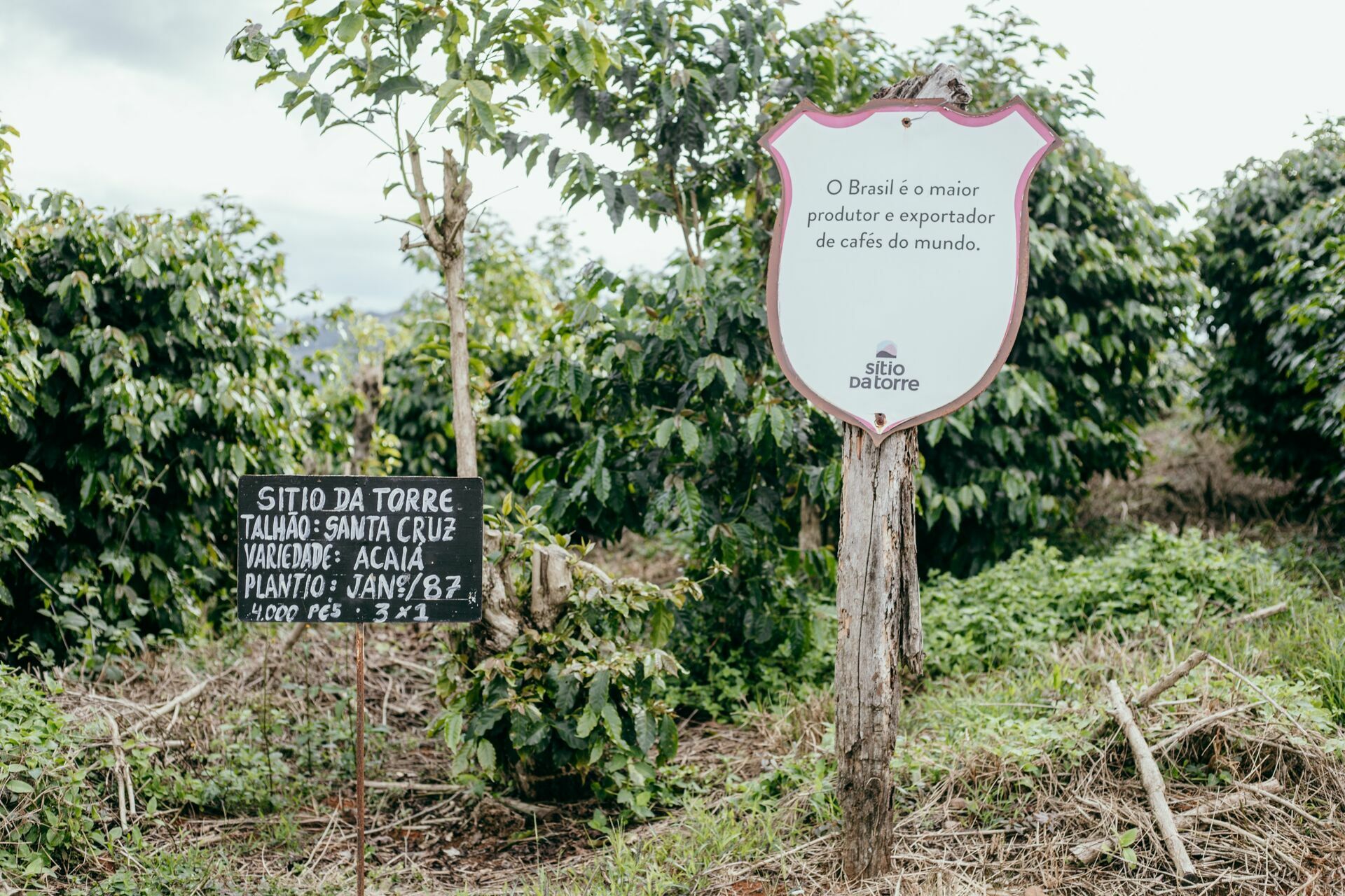 Foto Serra da Mantiqueira: uma viagem com aroma de café - Imagem 210