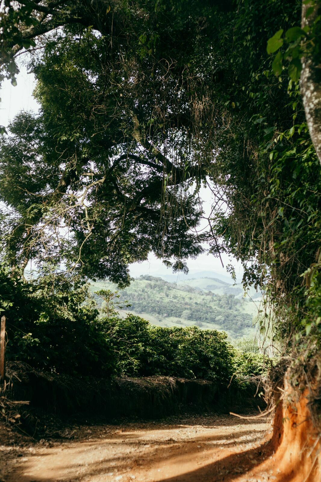 Foto Serra da Mantiqueira: uma viagem com aroma de café - Imagem 213
