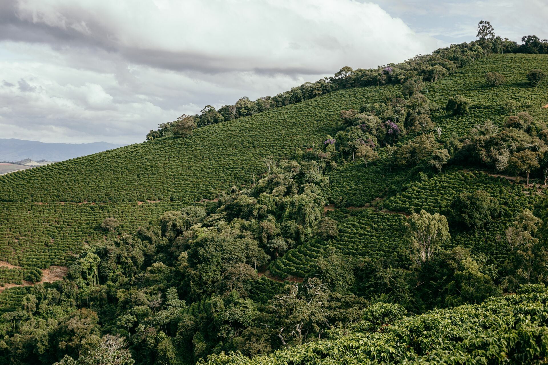 Foto Serra da Mantiqueira: uma viagem com aroma de café - Imagem 199