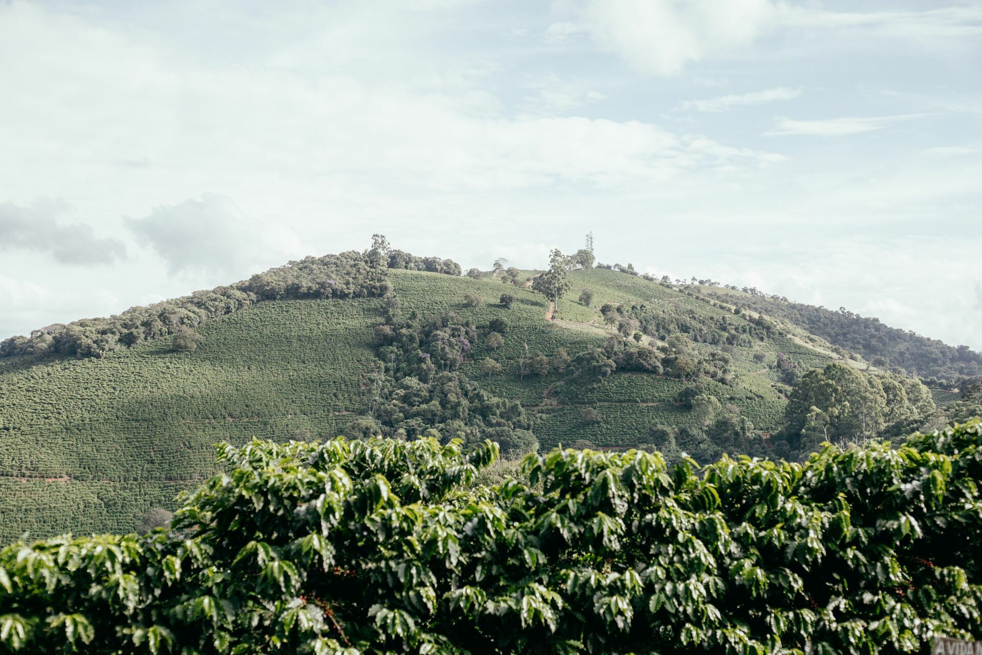 Foto Serra da Mantiqueira: uma viagem com aroma de café - Imagem 195