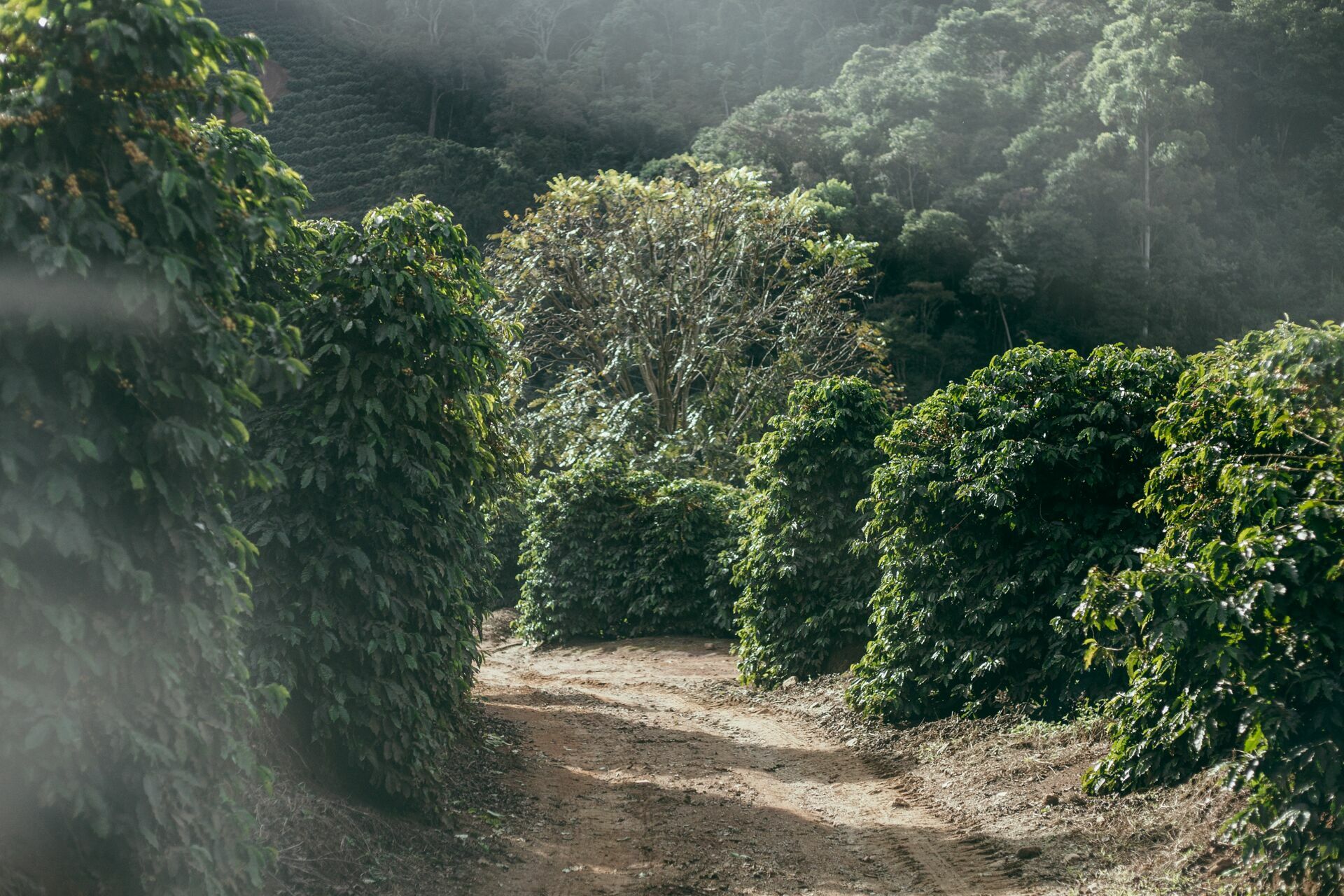 Foto Serra da Mantiqueira: uma viagem com aroma de café - Imagem 214
