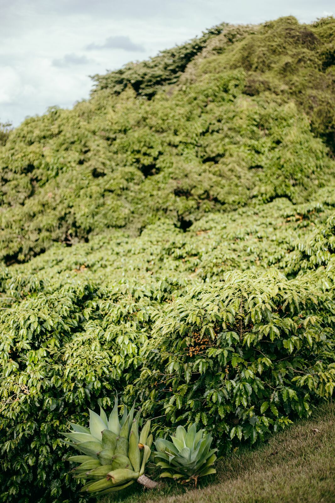 Foto Serra da Mantiqueira: uma viagem com aroma de café - Imagem 221