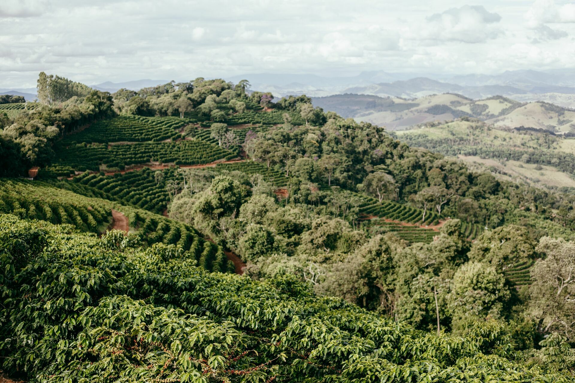 Foto Serra da Mantiqueira: uma viagem com aroma de café - Imagem 201