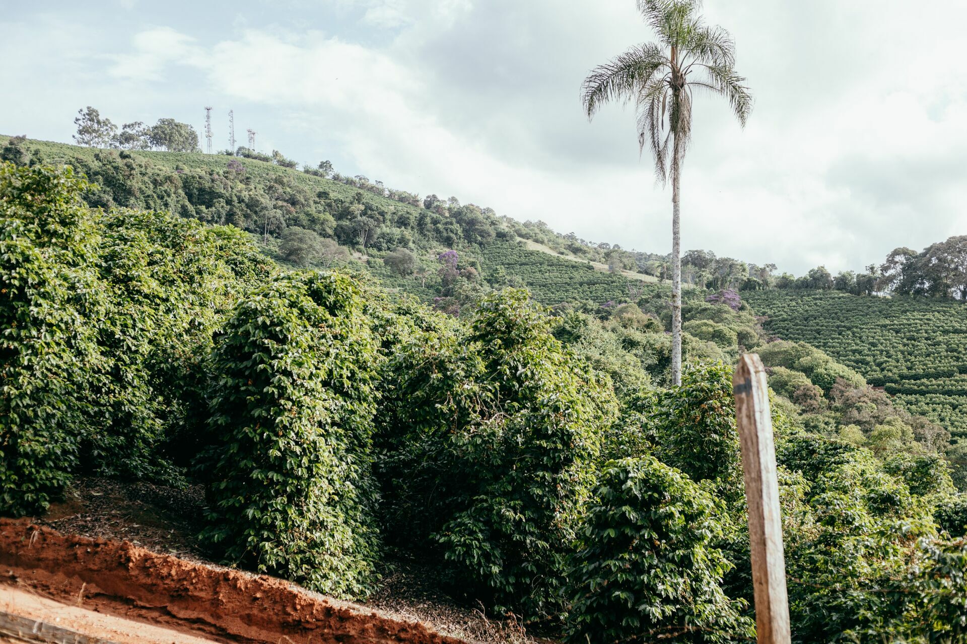 Foto Serra da Mantiqueira: uma viagem com aroma de café - Imagem 211
